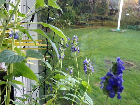 Chia - Salvia | Planter og Blomster | Mette's Blomster