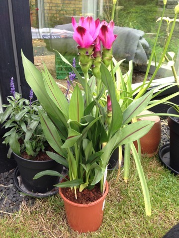 Thailansk - Thailansk tulipan - - Curcuma alismatifolia - | Planter og Blomster T | Mette's Blomster