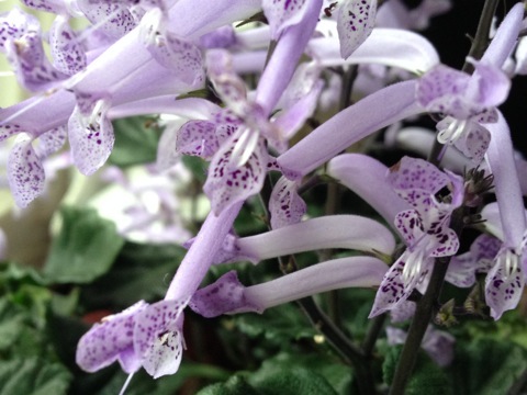 Novemberlys Cape Angels - hybrid | Stueplanter Blomster | Mette's Blomster