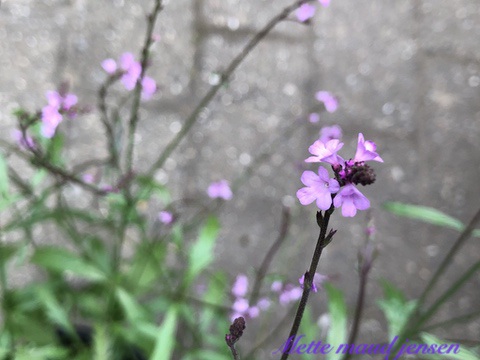 D590D0C4-AE6D-4286-94A8-4A5562ED20D7_1_105_c