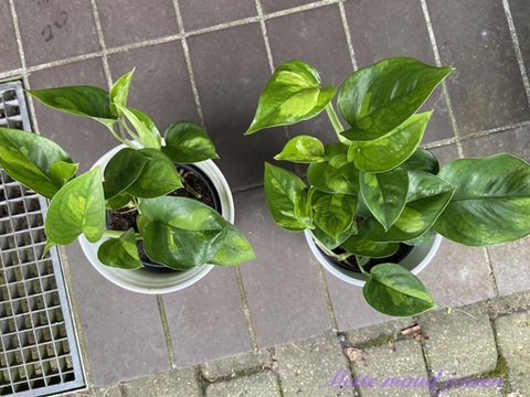 580B62A3-C0E2-4B02-89E4-EA1656CDB46B_1_105_c