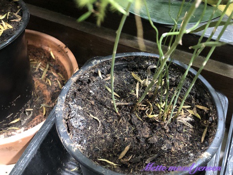 IMG_2091
