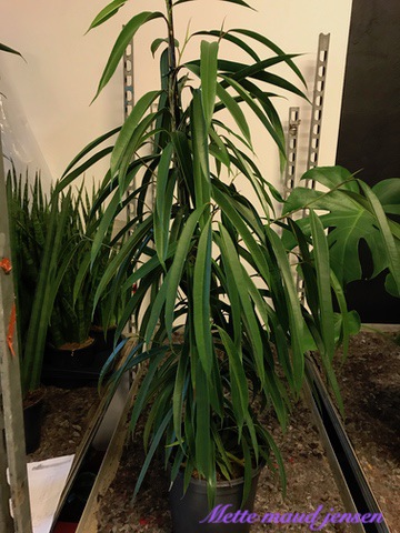 IMG_0329