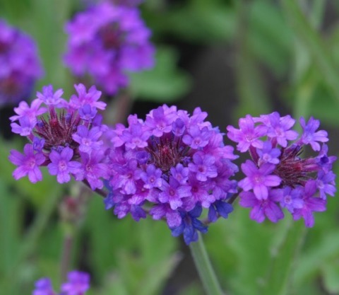 IMG_3203 - version 2